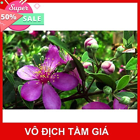 Mua Giống Chuẩn CÂY SIM TÍM RỪNG GIỐNG (giá sỉ)