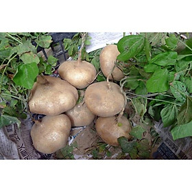 Mua Hạt Giống Củ Đậu 100gam