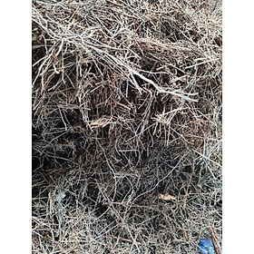 Mua 1kg dớn cọng trồng lan