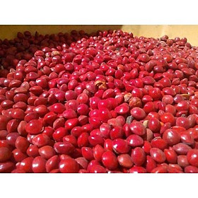Hạt giống Cẩm Thái Lan (muồng cườm, cẩm đỏ) - Gói 50 hạt