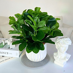 Mua Chậu cây giả để bàn - Cây giả  hoa lụa Decor trang trí nhà cửa  quán cafe