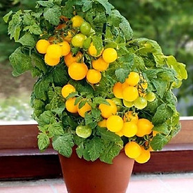 Combo 5 gói Hạt giống cà chua bi lùn vàng - Gói 20 hạt - tặng kèm gói phân bón lót