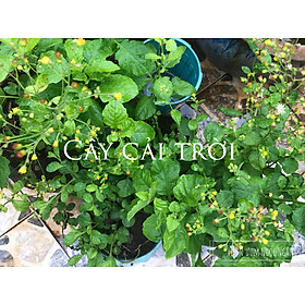 Mua Hạt giống cây cải trời