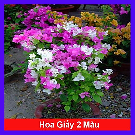 Cây Hoa Giấy 2 Màu - cây cảnh để bàn + tặng phân bón cho cây