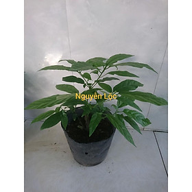 Mua Cây hoa dạ ngọc minh châu (sắp có hoa tết