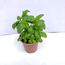 Mua Cây húng tây sweet basil (Ảnh thật) -Không giao dc 19 tỉnh Miền Nam