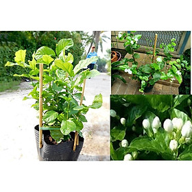 Mua COMBO 2 cây HOA NHÀI TA CỔ TRẮNG THƠM- BẦU CÂY LỚN