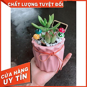 Chậu tiểu cảnh sen đá 1