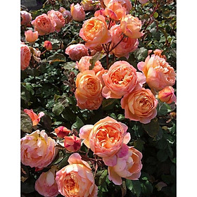 Hoa hồng leo Lady of Shalott màu cam cá  - cây to trồng bịch vải