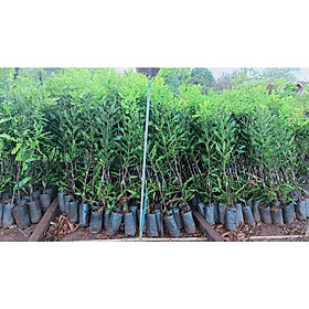 Mua cây giống macca ghép