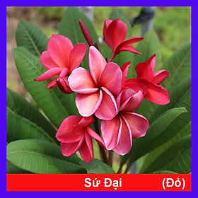 Mua Cây Sứ Đại Vàng Ấn Độ - cây cảnh đẹp + tặng phân bón cho cây mau lớn