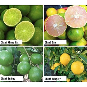 Mua CÂY GIỐNG CHANH KHÔNG HẠT