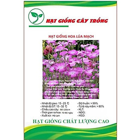 Hạt giống hoa cẩm chướng hồng - hoa lúa mạch CT255 - Gói 50 hạt