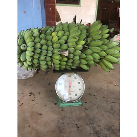 Mua Cây Giống Chuối Tây- Chuối Sứ