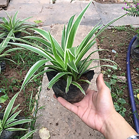 Cây Cỏ Chỉ  Trồng Bầu Đen Tán Xum