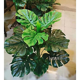 Mua Cây trầu bà lá xẻ cao 1m