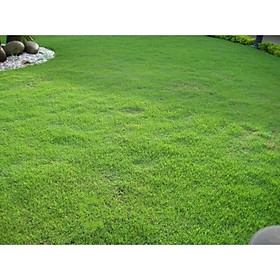 Hạt giống cỏ thảm NHUNG NHẬT 100g