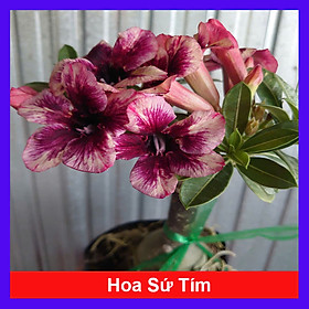 Mua Cây Sứ Thái Kép Hoa Tím - cây cảnh để trong nhà + tặng phân bón cho cây