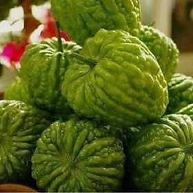 Hạt giống khổ qua trái tim-gói 5 hạt