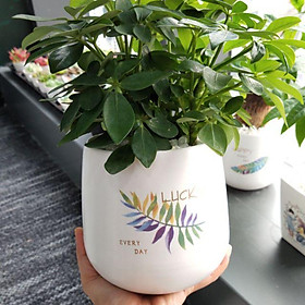 Chậu sứ trồng cây quả lê in hình siêu đẹp S2 , gốm sứ Bát Tràng cao cấp