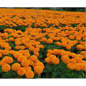Hạt giống hoa Vạn Thọ đỏ cam Lở F1 ( 30 hạt - Chiều cao cây Dạng cây Lở 50cm - 60cm )
