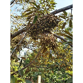 Mua cây giống sầu riêng thái ( 4 NĂM THU HOẠCH)