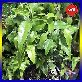 Mua Cây Hồng Quân Giống  Cây Giống Hồng Quân