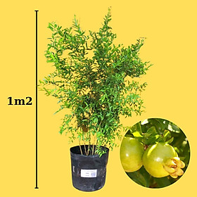 Mua Cây giống Lựu Trắng - Lựu bạch - Lựu ta siêu Trái.   RẺ HƠN HOÀN TIỀN  