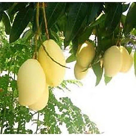 Mua CÂY GIỐNG XOÀI KEO (CAMBUCHIA)