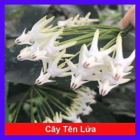 Mua Cây Tên Lửa - Cây cảnh vườn + Tặng phân bón cho cây mau lớn