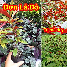Mua Cây Giống Đơn Lá Đỏ  Mề Đay  Mẩn Ngứa