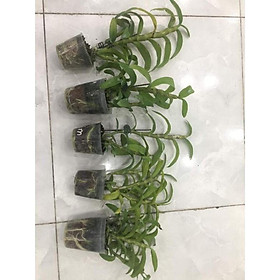 Mua hoa phong lan - trầm 6 mắt