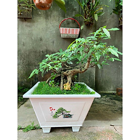 Chậu Nhựa Trồng Hoa Vuông In 300 - Cây Bon Sai - Cây Cảnh ( 30 x22x18 cm)