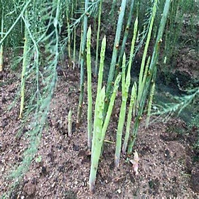 Mua Hạt giống Măng Tây Xanh Tỉ Lệ Nảy Mầm Cao  Sinh Trưởng Mạnh ( Gói 40 hạt ) - Hạt giống rau củ quả Conve Store