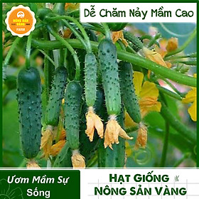 Hạt giống Dưa Chuột Chùm Giống Tự Thụ Phấn, Dễ Trồng, Nhanh Cho Quả (gói 10 Hạt) - Nông Sản Vàng