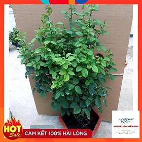 Mua Hoa hồng bụi Abracadabra - hoa hồng lạ xuất xứ Nam Mĩ đẹp vạn người mê gam màu đẹp độc đáo