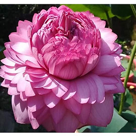 Mua Gói 10 hạt giống sen quan âm (sen bách diệp)  cánh to