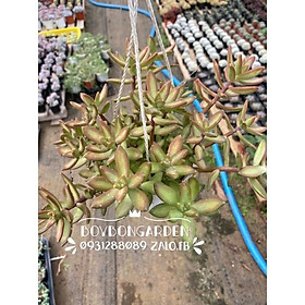 Cây sen đá đá nâu treo chậu to ship nguyên chậu