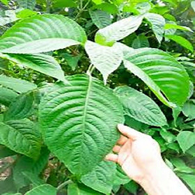 Cây chè khổng lồ tăng cường đạm cho vật nuôi  - combo 5 cây giống