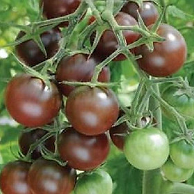 Hạt giống cà chua socola chùm dể trồng f1- gói 20 hạt-tặng kèm gói phân bón lót