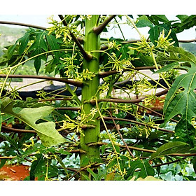Mua Cây Giống Đu Đủ Đực cấy mô (siêu sớm)