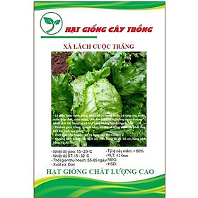 Hạt giống rau xà lách cuộn trắng CT103 - Gói 0.2gram
