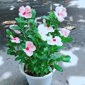 Mua Hoa Dừa Cạn Màu Hồng