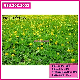 Hạt giống cỏ thảm lạc dại - 50g