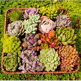Mua SEN ĐÁ ĐÀ LẠT 6 LOẠI SIZE BÉ NGẪU NHIÊN - THUẦN KHÍ HẬU