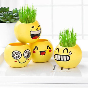 Combo 10 chậu tròn cỏ tóc xinh xắn, không tặnh kèm hạt cỏ tóc và đất