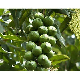 Cây mắc ca GIỐNG NHANH SIÊU QUẢ CHUẨN GIỐNG