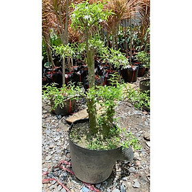 Mua Cây Mai Chiếu Thuỷ Bonsai