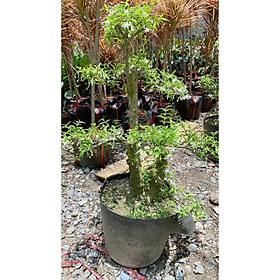 Cây Mai Chiếu Thuỷ Bonsai