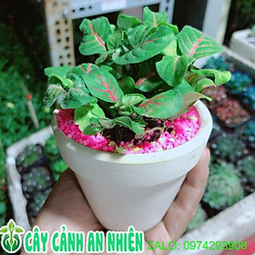 Chậu Cây Lá May Mắn Gân Đỏ